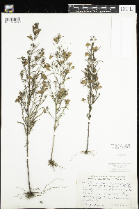 Agalinis tenuifolia image