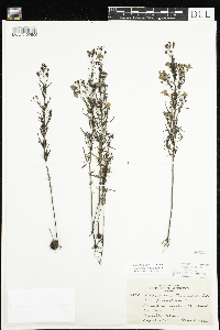 Agalinis tenuifolia image