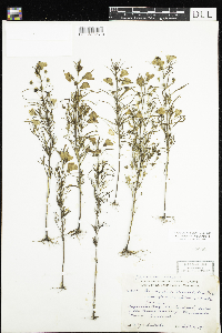 Agalinis tenuifolia image