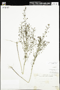 Agalinis tenuifolia image