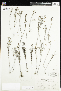 Agalinis tenuifolia image
