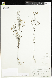 Agalinis tenuifolia image
