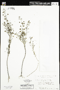 Agalinis tenuifolia image