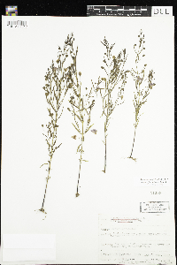 Agalinis tenuifolia image