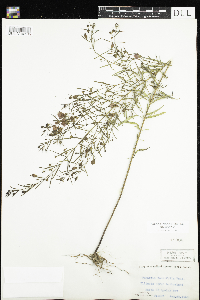 Agalinis tenuifolia image