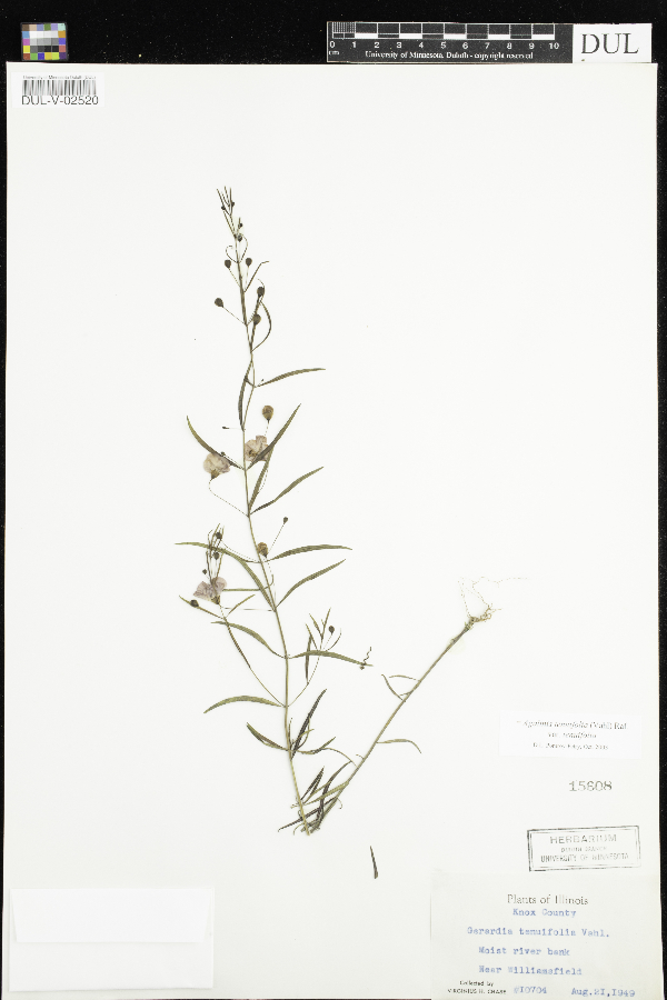 Agalinis tenuifolia image