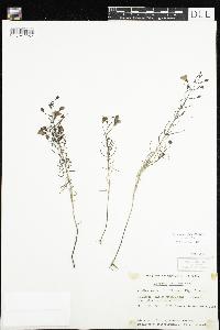Agalinis tenuifolia image