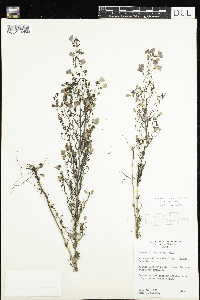 Agalinis tenuifolia image