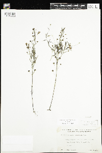 Agalinis tenuifolia image