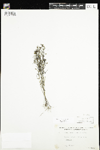 Agalinis tenuifolia image