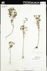 Agalinis tenuifolia image