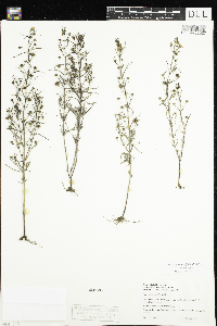 Agalinis tenuifolia image