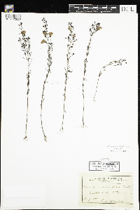 Agalinis tenuifolia image