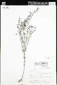 Agalinis tenuifolia image