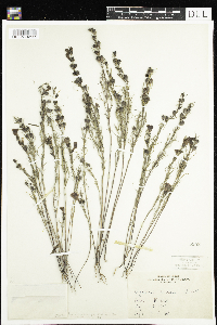 Agalinis aspera image