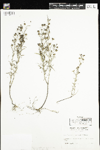 Agalinis aspera image