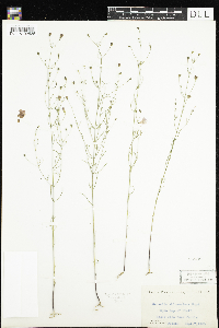Image of Agalinis skinneriana