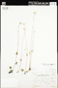 Parnassia palustris var. tenuis image