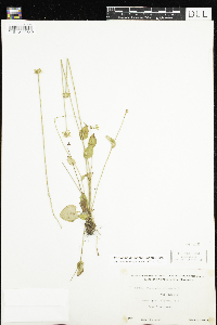 Parnassia palustris var. tenuis image