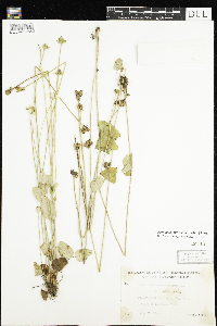 Parnassia palustris var. tenuis image