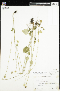 Parnassia palustris var. tenuis image