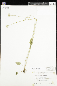 Parnassia palustris var. tenuis image