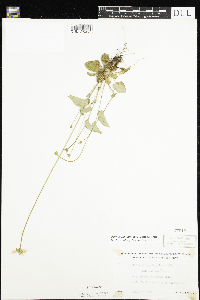 Parnassia palustris var. tenuis image