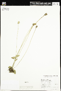 Parnassia palustris var. tenuis image