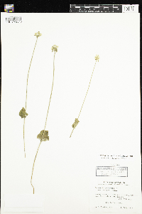 Parnassia palustris var. tenuis image