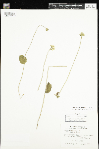 Parnassia palustris var. tenuis image