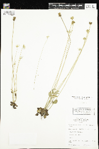Parnassia palustris var. tenuis image