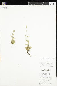 Parnassia palustris var. tenuis image
