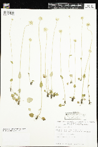 Parnassia palustris var. tenuis image