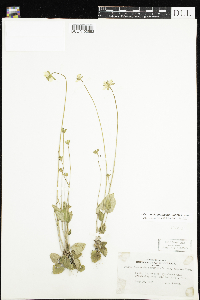 Parnassia palustris var. tenuis image