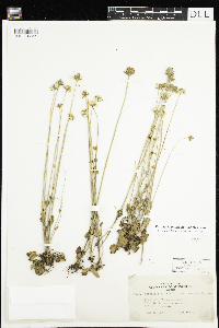 Parnassia palustris var. tenuis image