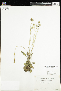 Parnassia palustris var. tenuis image
