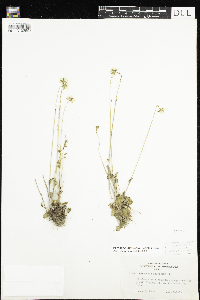 Parnassia palustris var. tenuis image