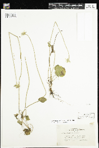 Parnassia palustris var. tenuis image