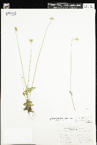 Parnassia palustris var. tenuis image