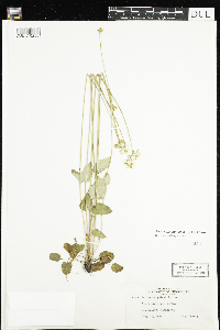 Parnassia palustris var. tenuis image