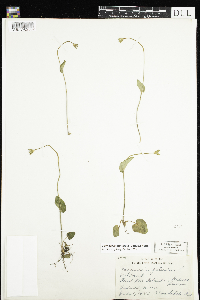 Parnassia palustris var. tenuis image