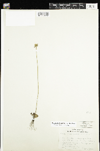 Parnassia palustris var. tenuis image