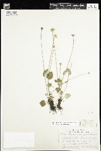 Parnassia palustris var. tenuis image