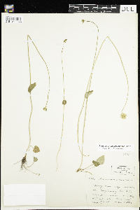 thumbnail image of current specimen