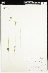 Parnassia palustris var. tenuis image