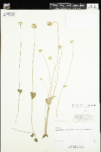 Parnassia palustris var. tenuis image