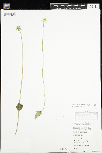 Parnassia palustris var. tenuis image