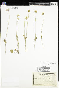 Parnassia palustris var. tenuis image
