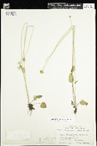 Parnassia palustris var. tenuis image
