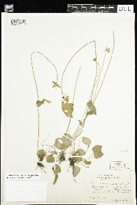 Parnassia palustris var. tenuis image